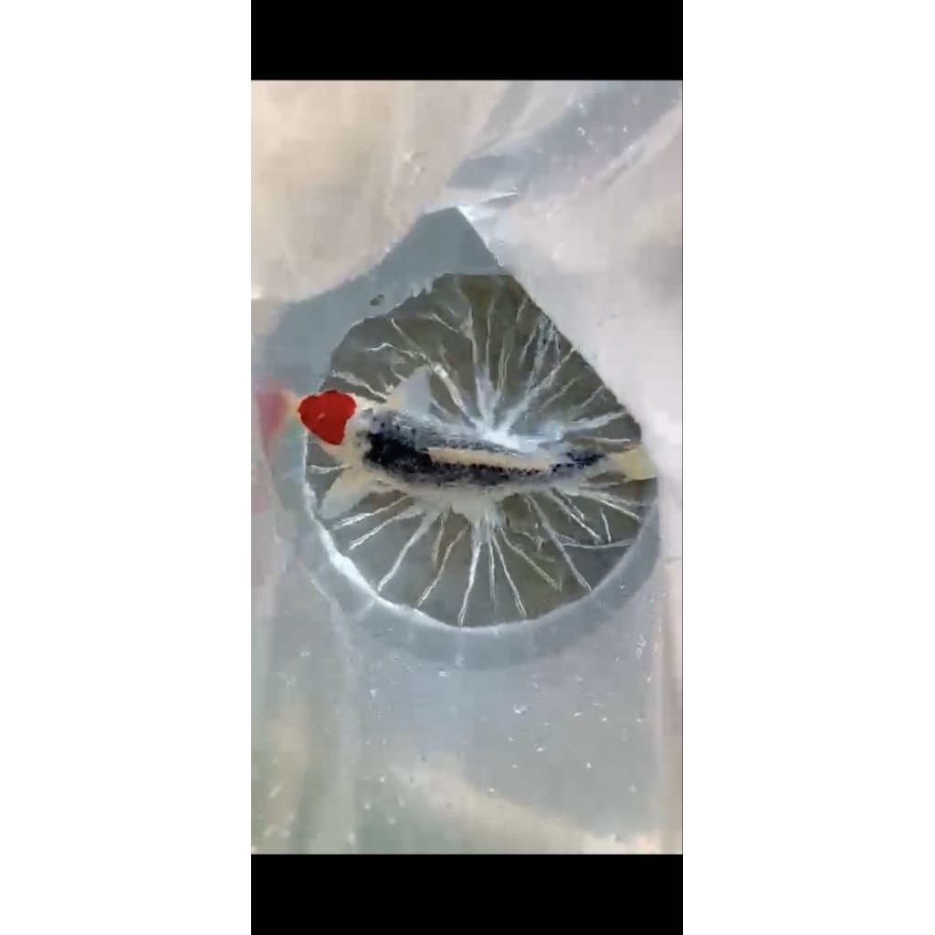 Koi tancho ghosiki ginrin original size 33cm