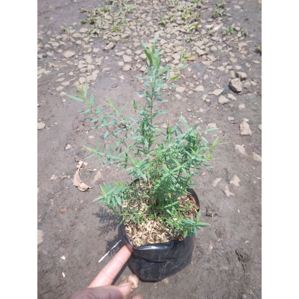 pohon kayu putih micro pohin minyak kayu putih microtik pohon kayu putih mini