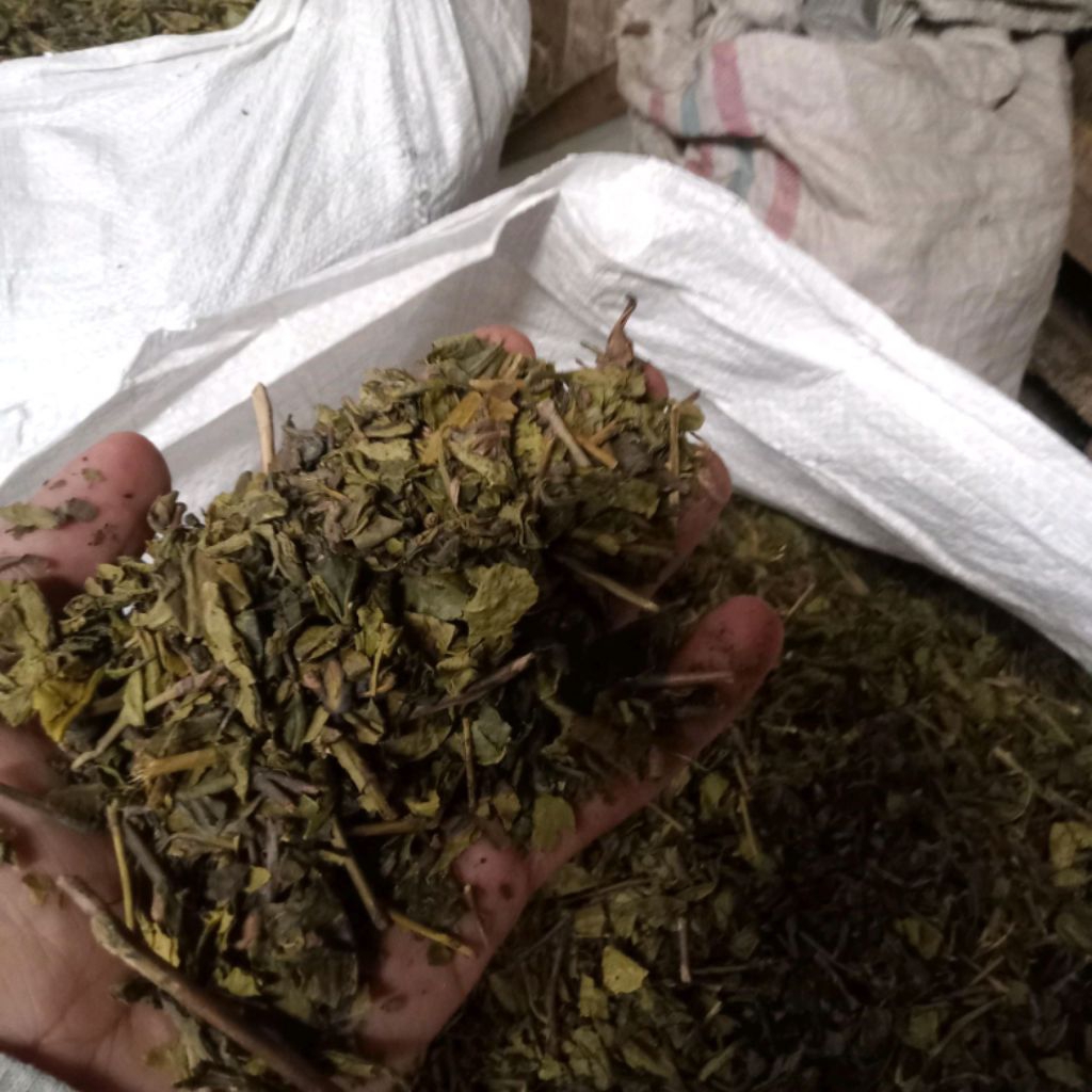 1kg teh hijau murah langsung pabrik | teh hijau curah | teh hijau kiloan