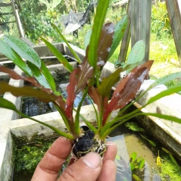 tanaman aquascape echinodorus red special media wabikusa