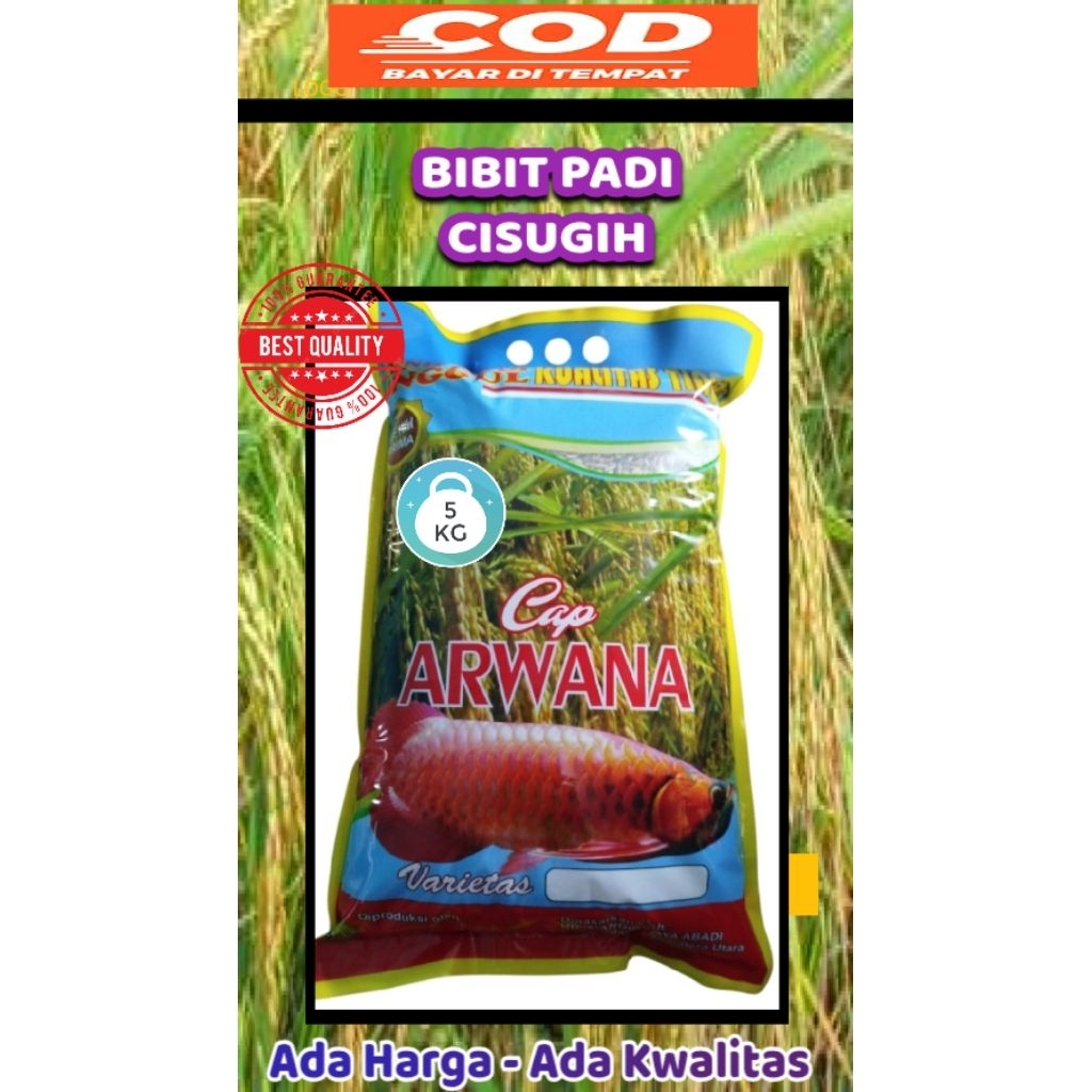BIBIT PADI UNGGUL VARIETAS CIHERANG SUGIH 100% ORIGINAL/KEMASAN 5KG