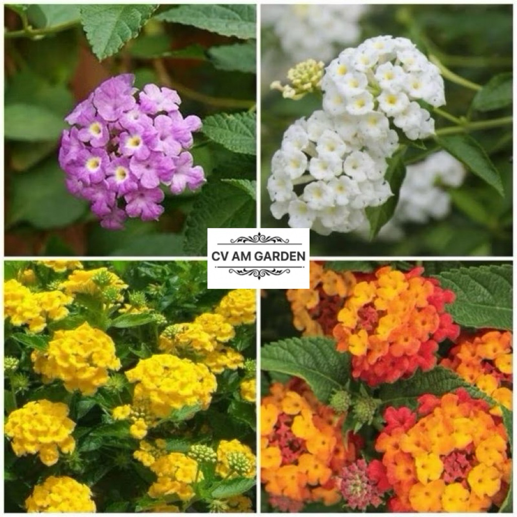 paket  lantana mikro 4warna (kuning,putih,ungu,oren) Bunga