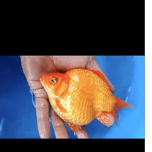 Koi Tamasaba size 15bu manggo bulky