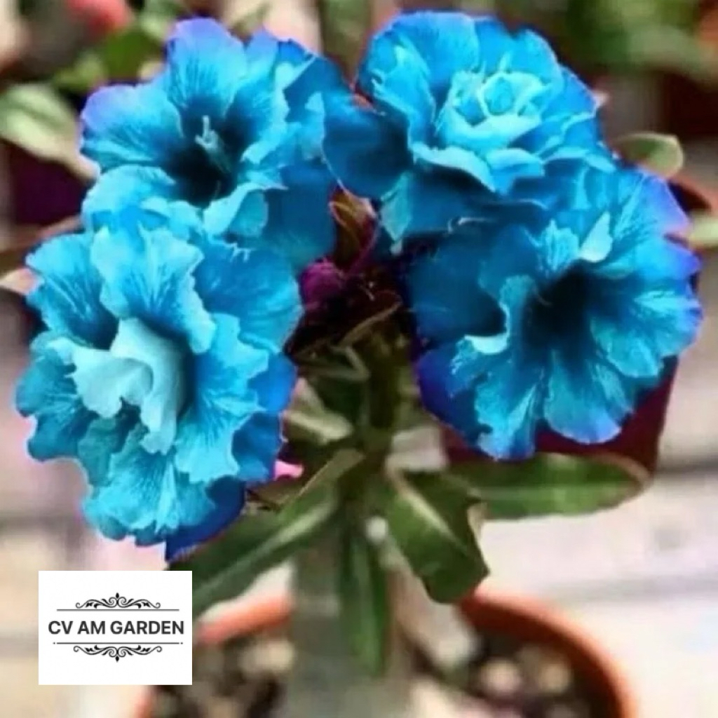 (Murah Lebay) Adenium kamboja bunga tumpuk bonggol besar BLUE/ADENIUM BUNGA TUMPUK/ADENIUM BONGGOL B