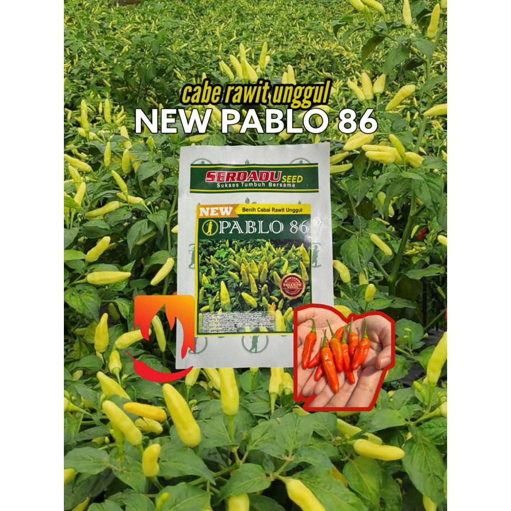 benih cabe rawit New pablo 86. 10gr original