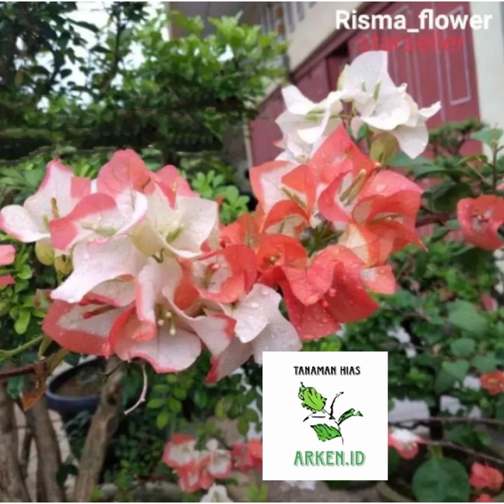PROMO Tanaman hias Bougenville maharani | pohon Bougenville maharani