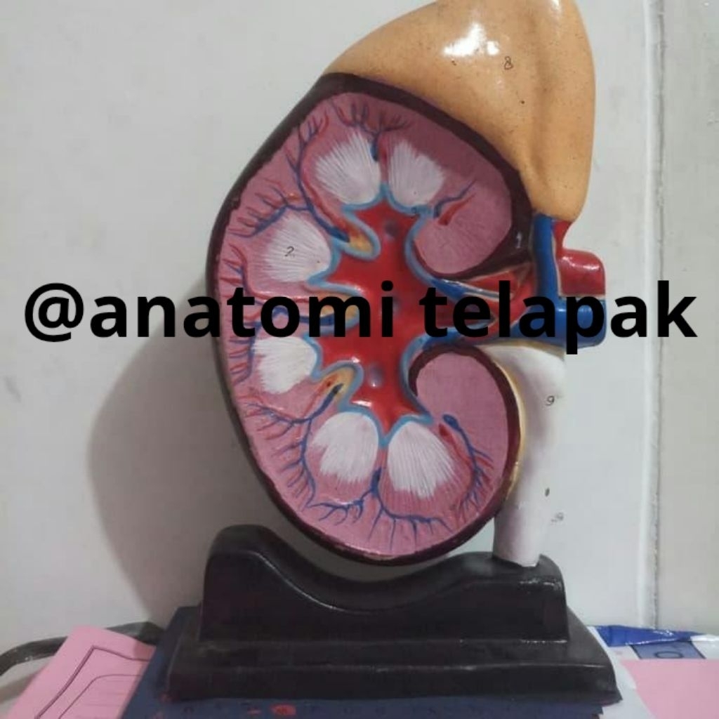 anatomi gunjal torso/model ginjal manusia alat peraga pendidikan