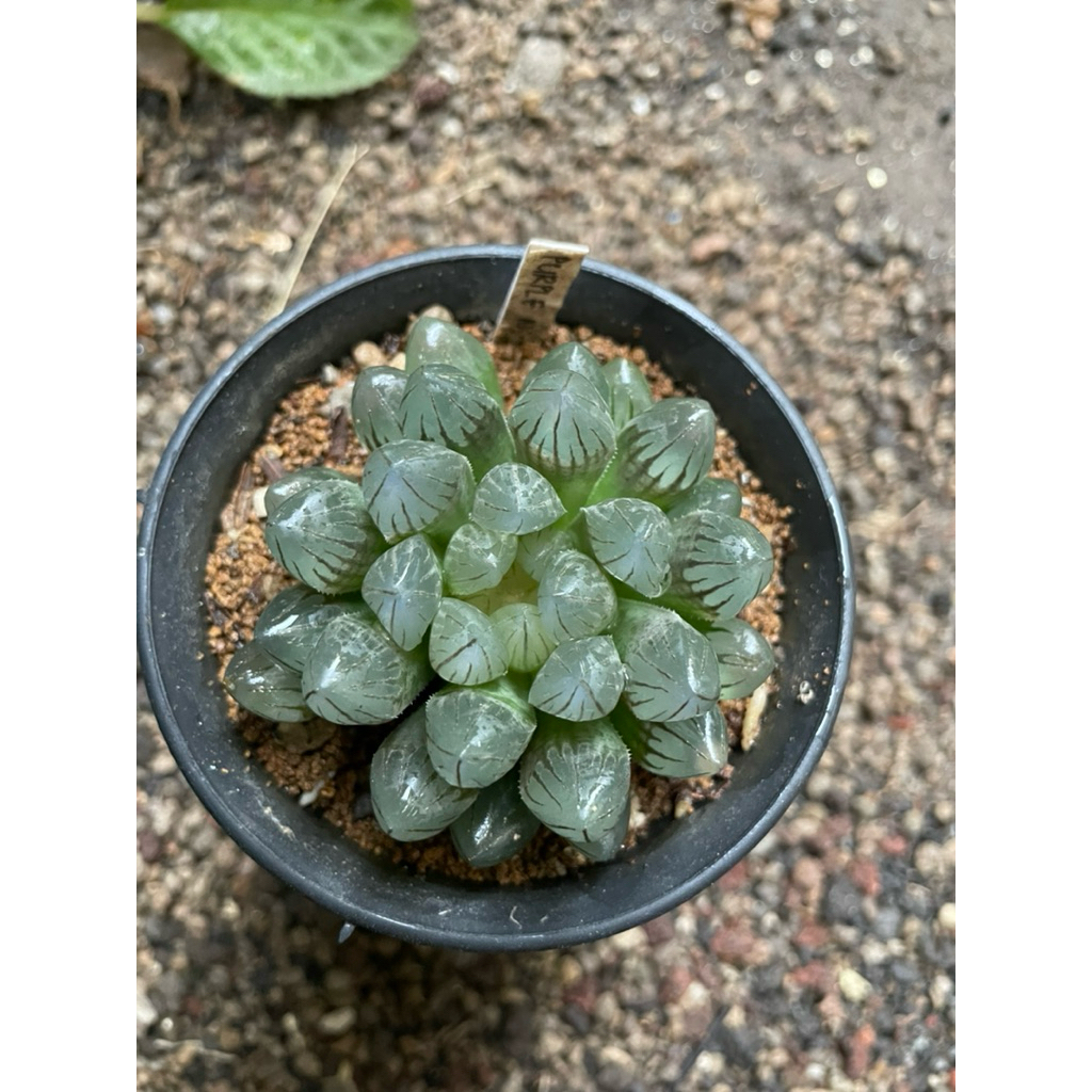 Haworthia Obtusa Purple NS-1
