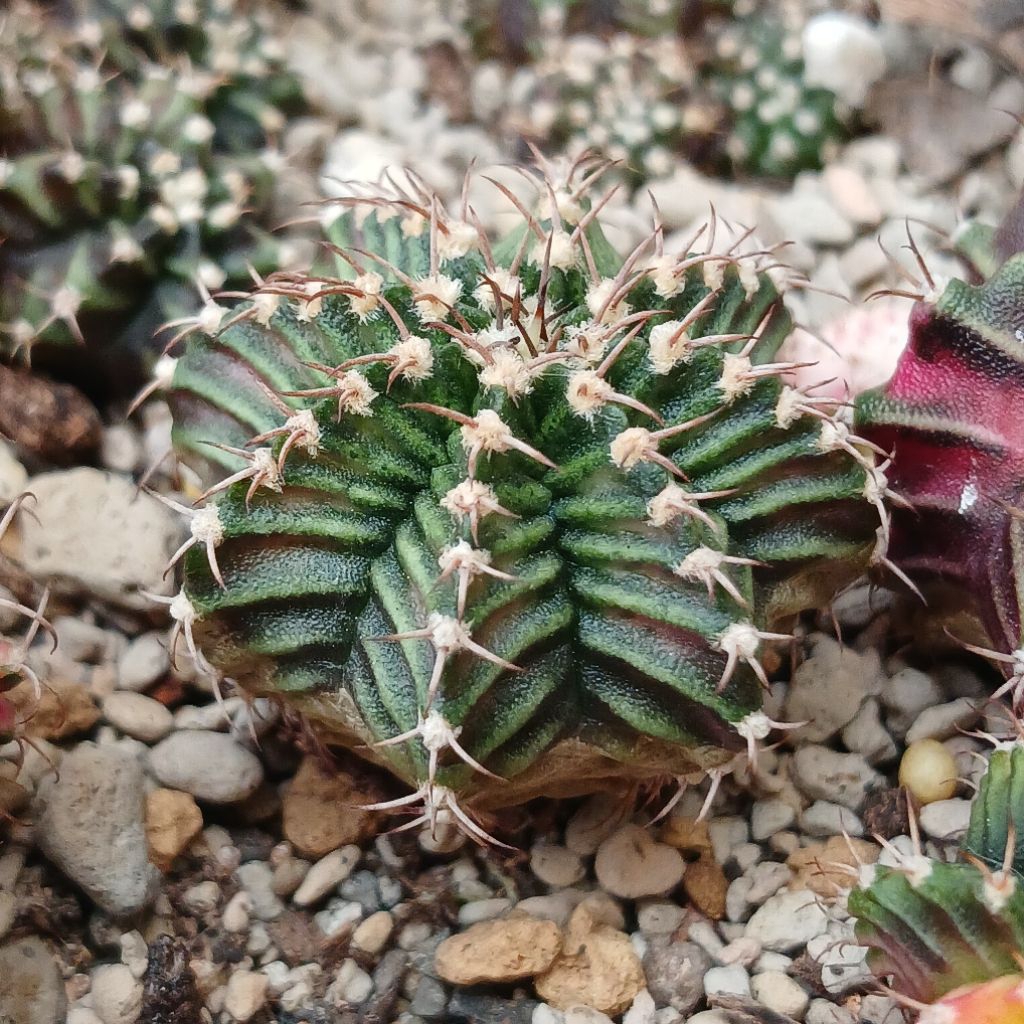 Gymnocalycium Hybrid T-Rex X LB Varigata | Kaktus