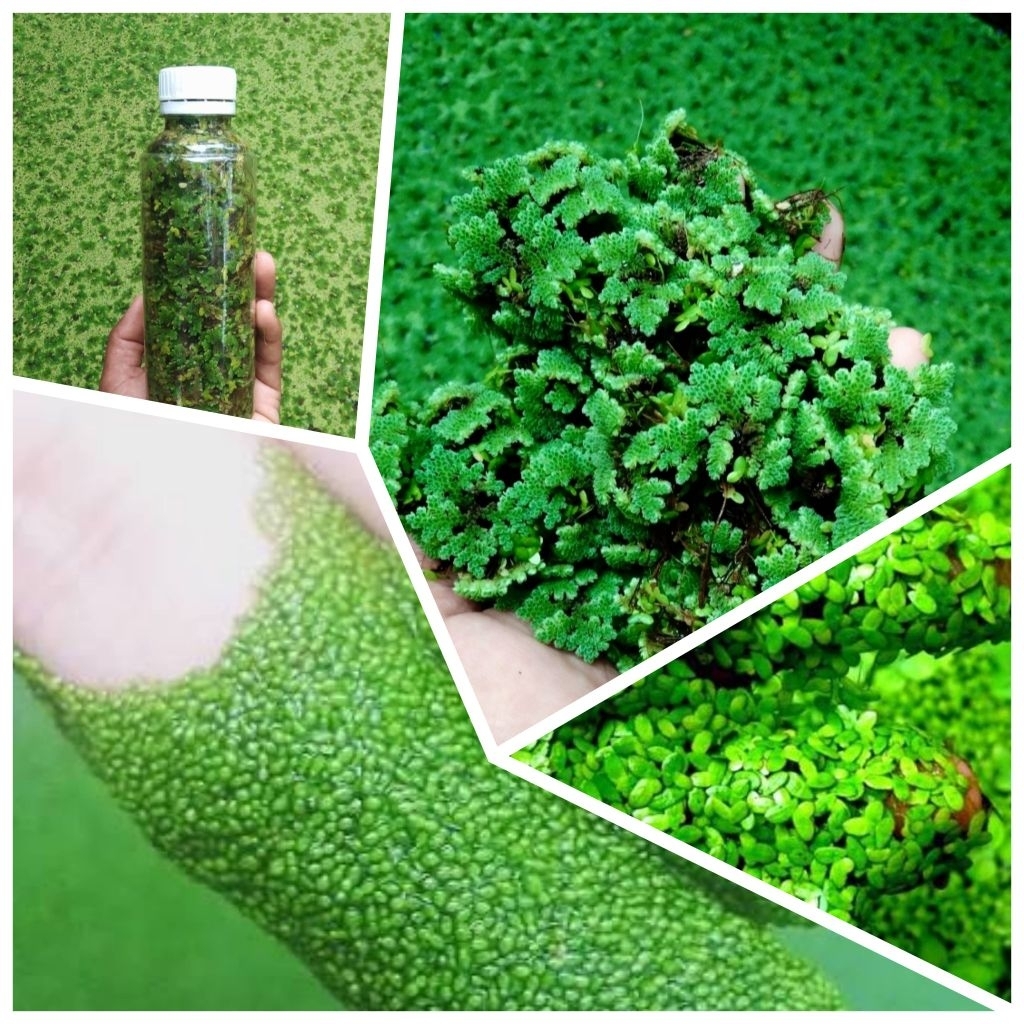 Azolla Microphylla, Lemna Minor & Wolffia  Order Disini