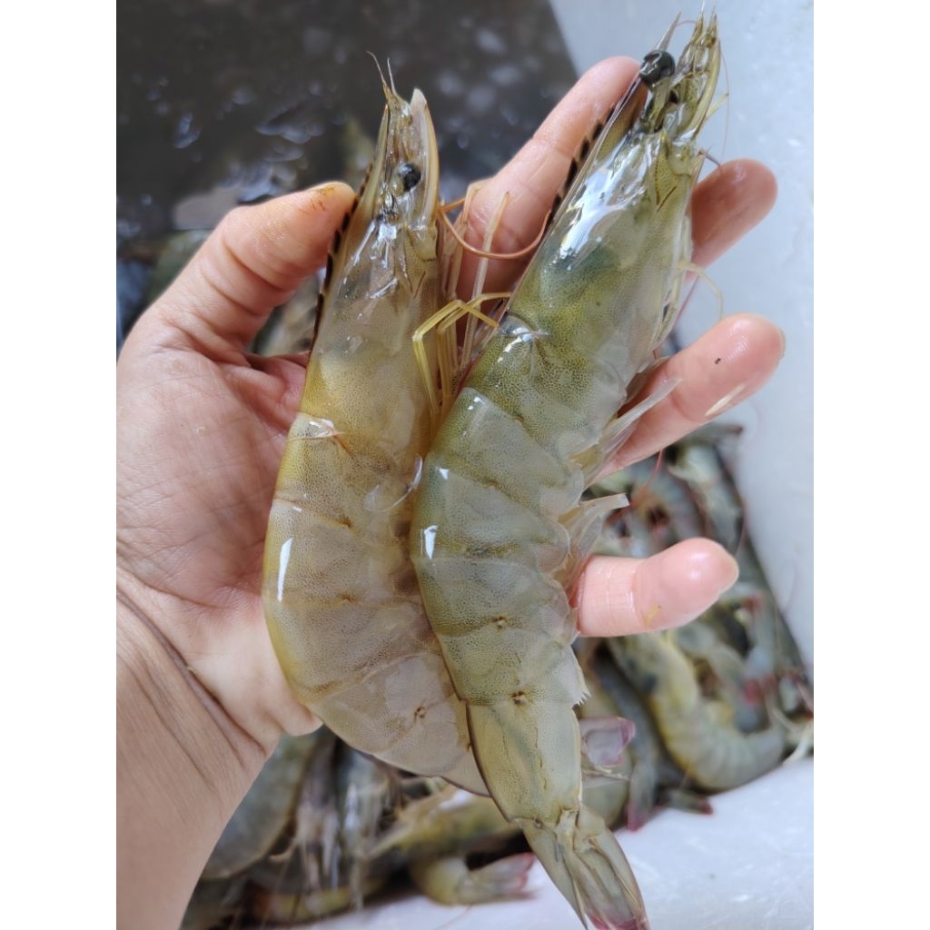 UDANG FRESH VANAME BESAR