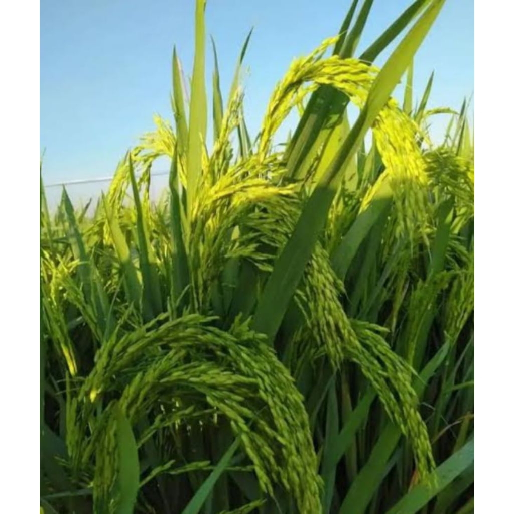 bibit padi THAILAND JUMBO 5kg