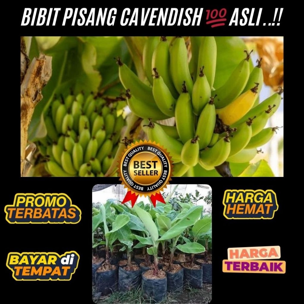 BIBIT BERKUALITAS  Pohon Pisang Cavendish Harga │ Pohon Pisang Cavendish Kuning