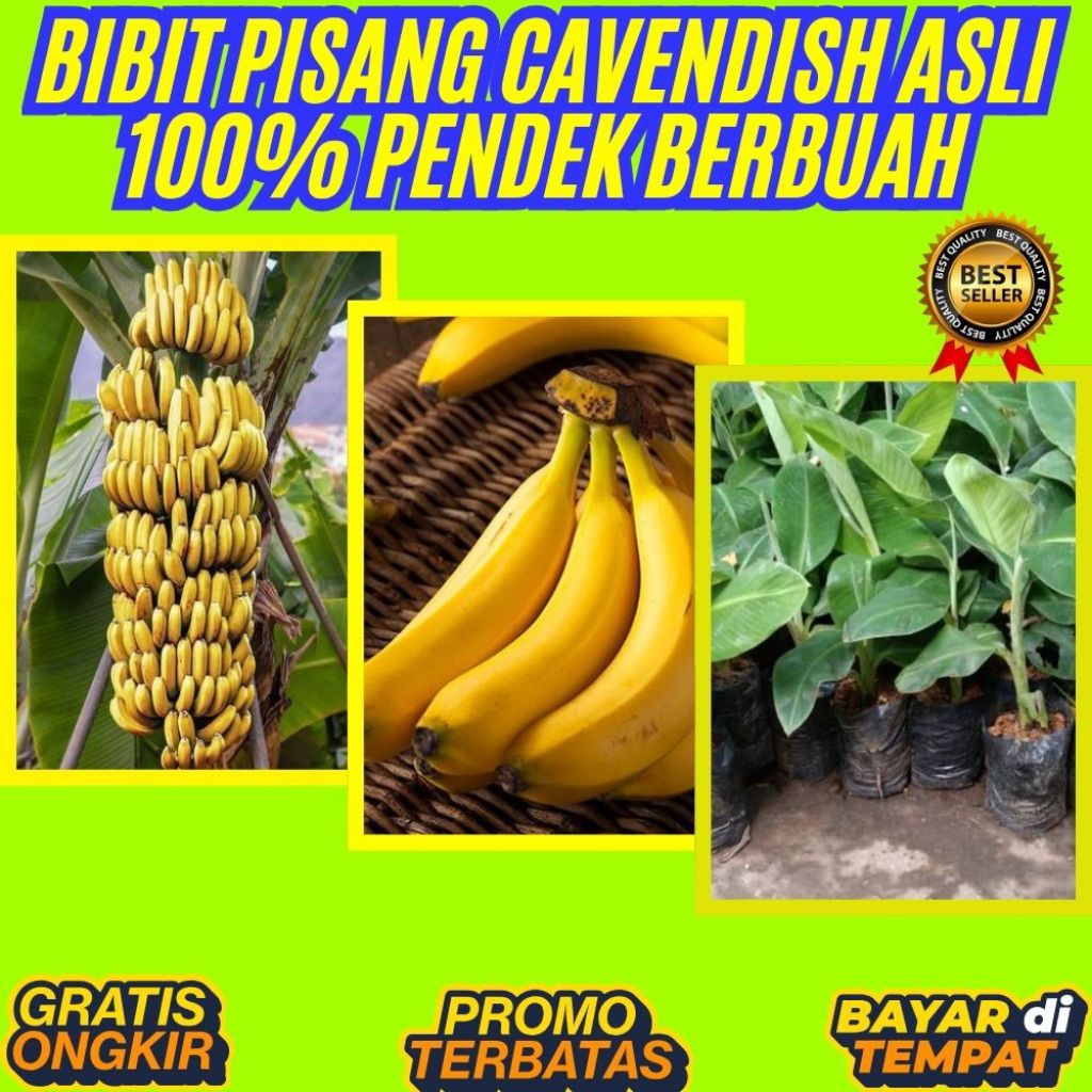 PROMO  Bibit Pisang Cavendish Asli │ Bibit Pisang Cavendish Cj40
