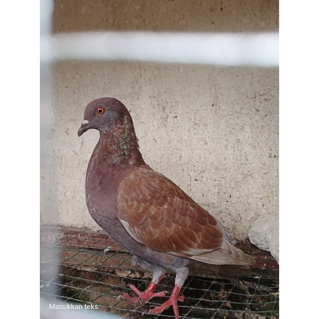 burung merpati balap si25 sisa bulu 5 jantan