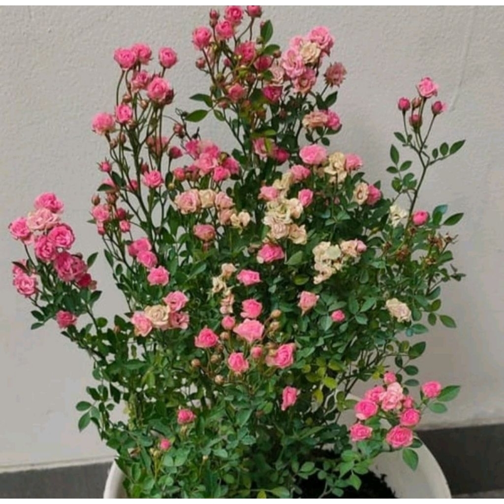 Bunga Mawar baby rose mini