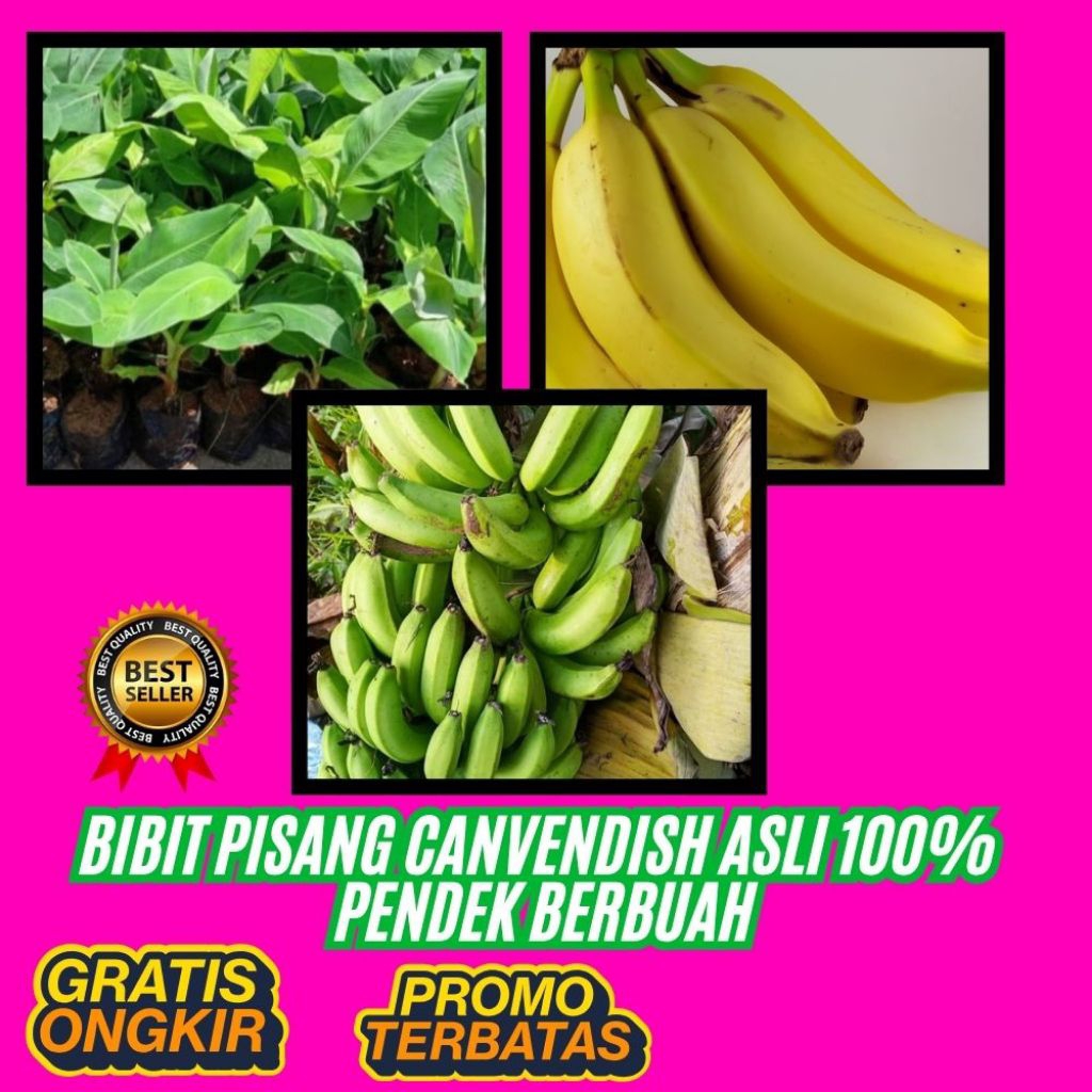 PROMO  Bibit Pisang Cavendish Asli │ Bibit Pisang Cavendish Cj40