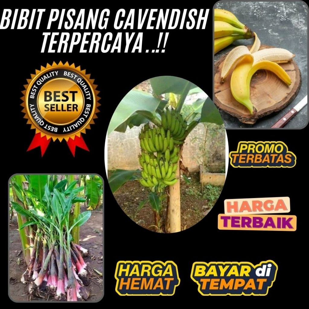 100% ASLI  Benih Pisang Cavendish │ Benih Pisang Cavendish Asli