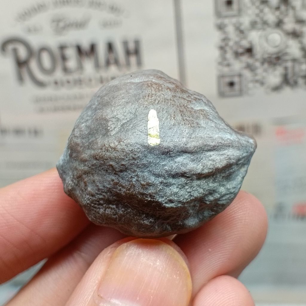 Muncang Adu Mayit Domba JR kode 1