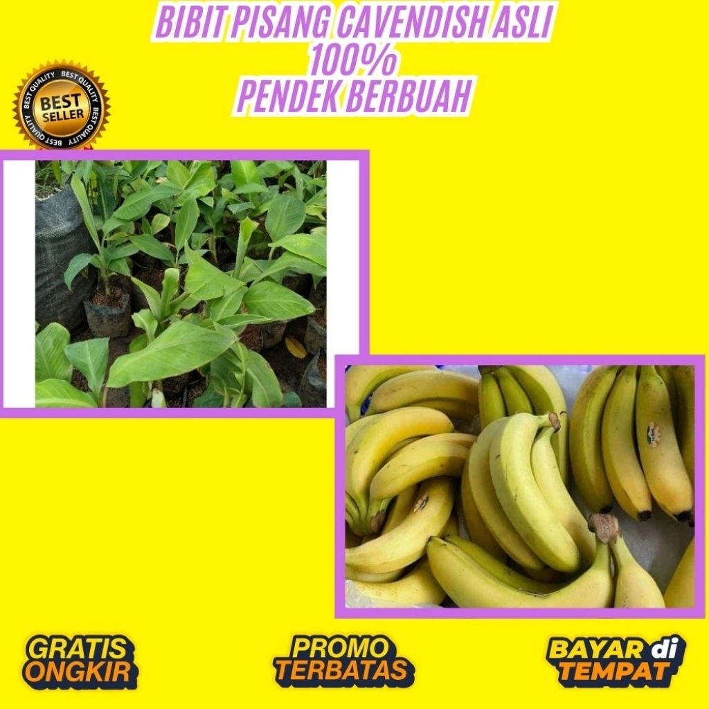 PROMO  Benih Pisang Cavendish Kuning │ Benih Pisang Cavendish Mini