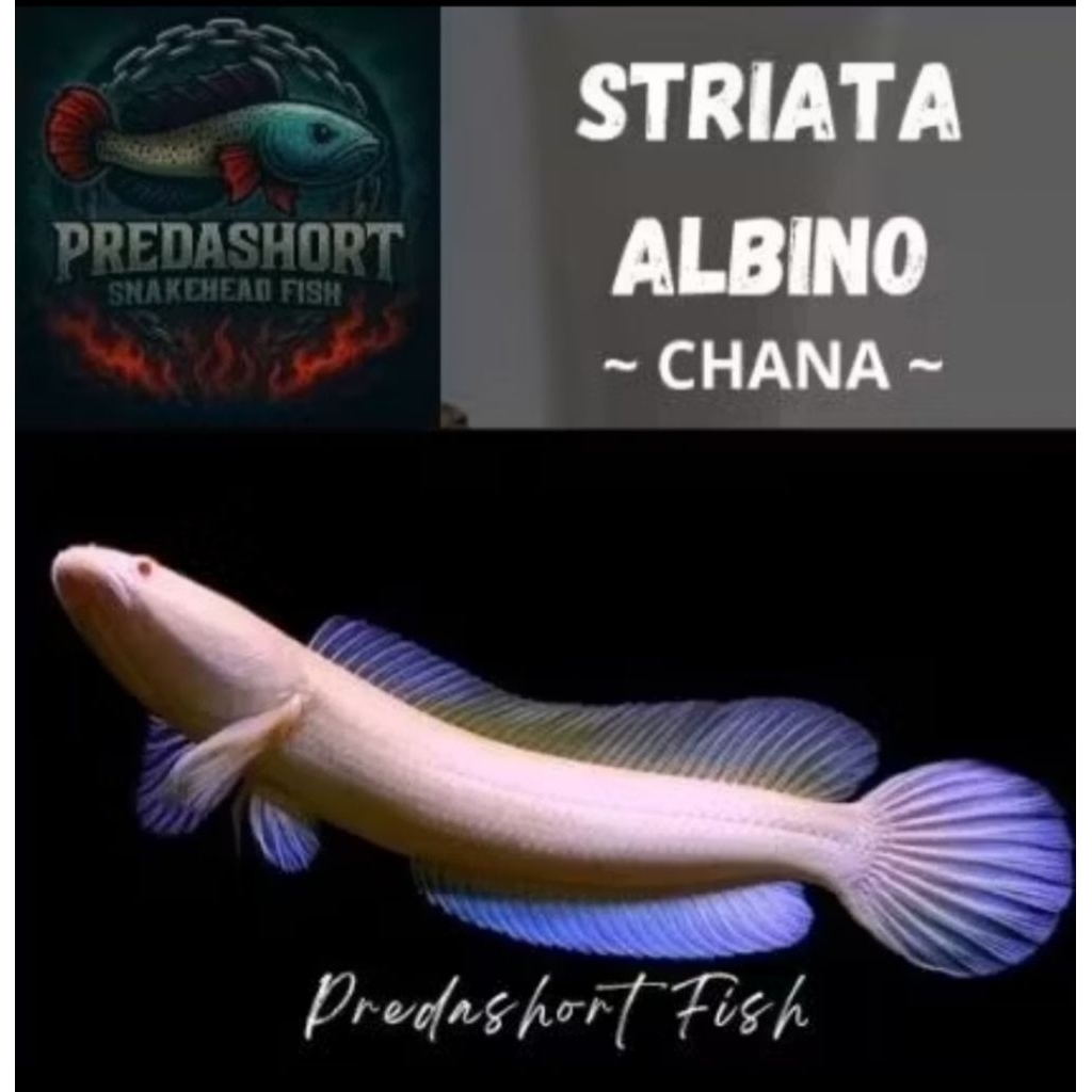 (Chana) striata albino mata merah perfect bergaransi