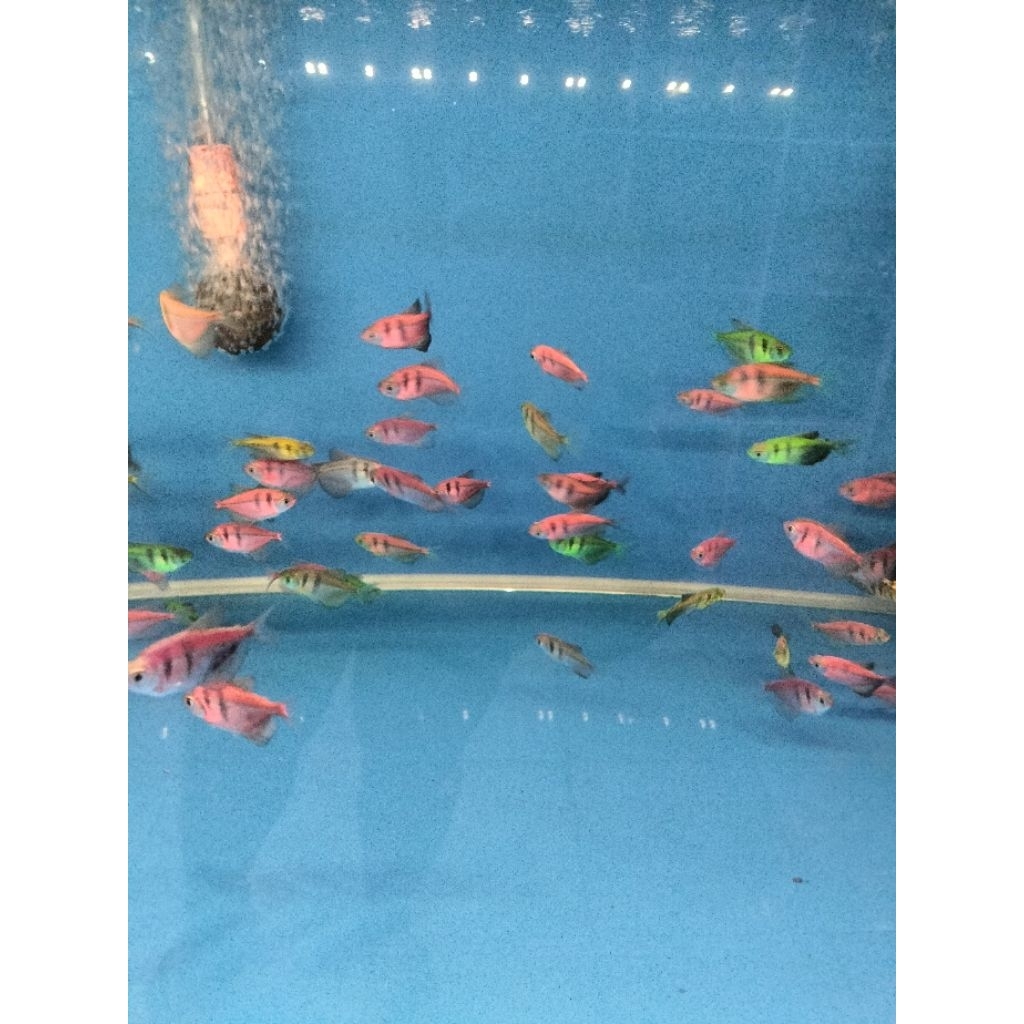 tiger glofish glowfish