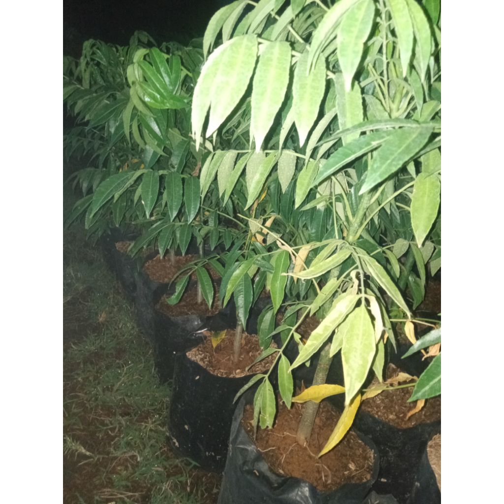 bibit tanaman buah kedondong berbuah