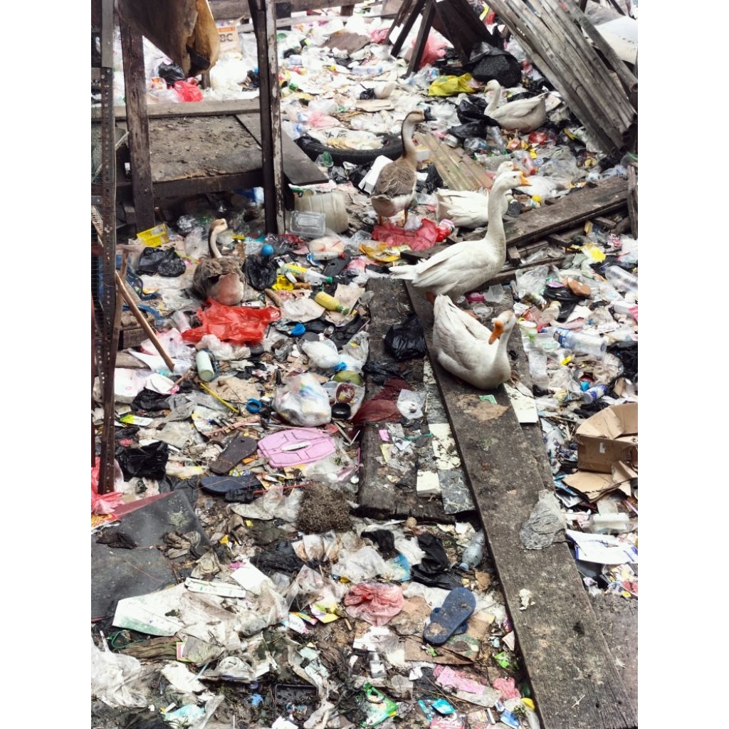 soang /angsa hidup dewasa