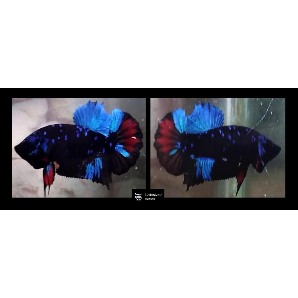 Ikan Cupang Avatar, Nemo Avatar, Fancy Avatar , Ada Bonus Pakan, ANAFA01