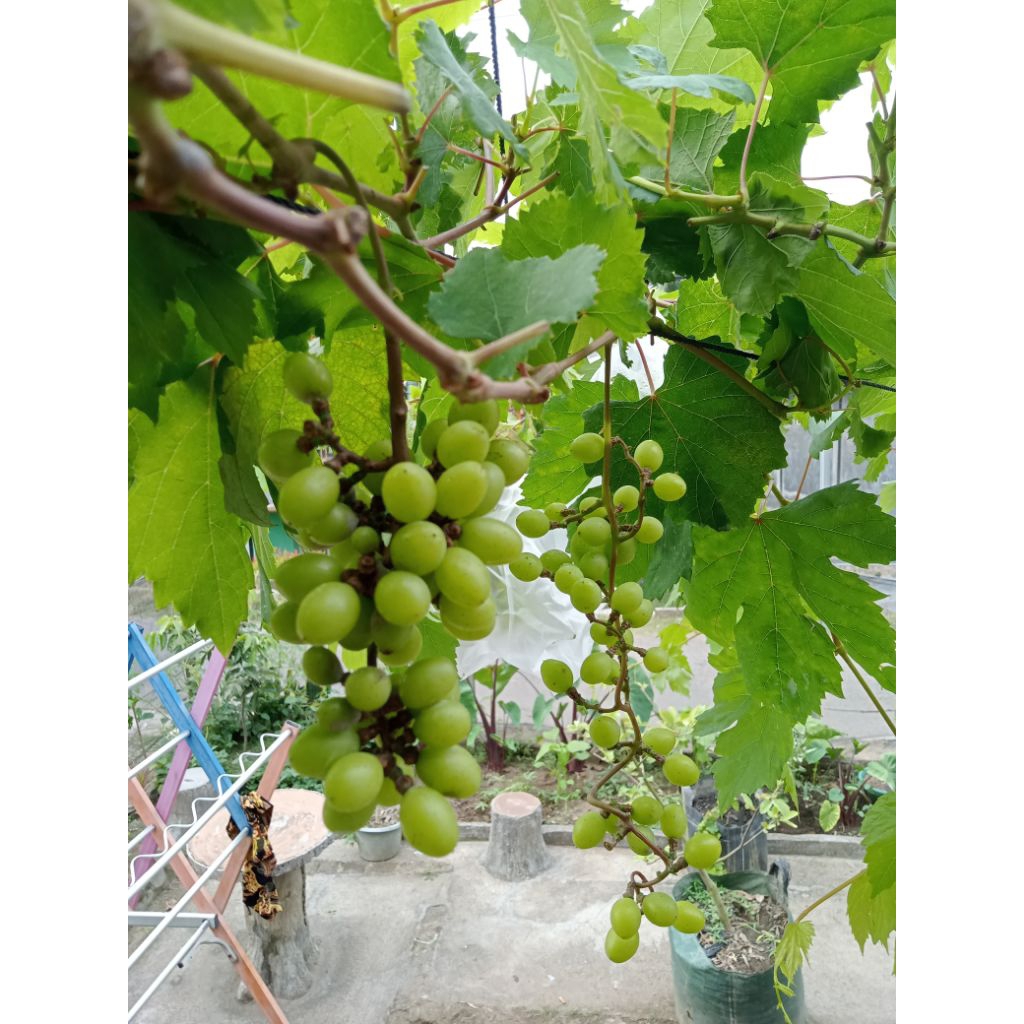 entres anggur impor taldun