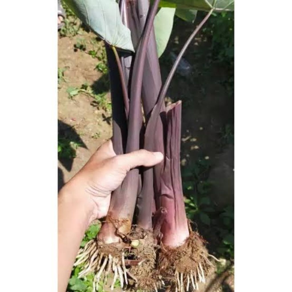 Bibit Talas Bogor Pratama 3/Talas Ungu/Talas P3 (Isi 25 bibit)