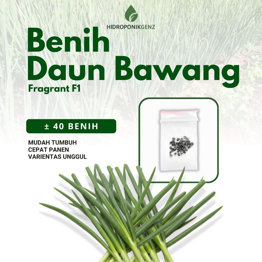 Benih Daun Bawang | 40 Benih Sayuran Daun Bawang Unggul