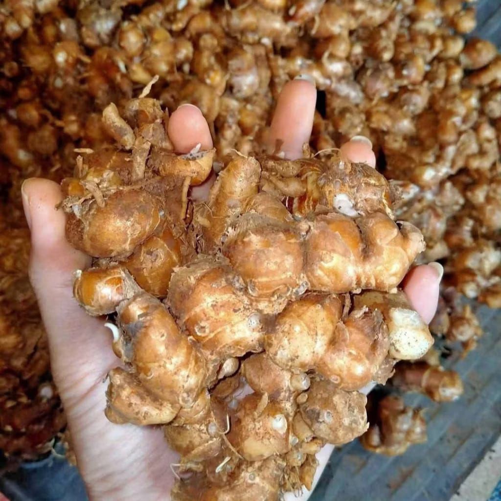 kencur segar asli boyolali 1kg