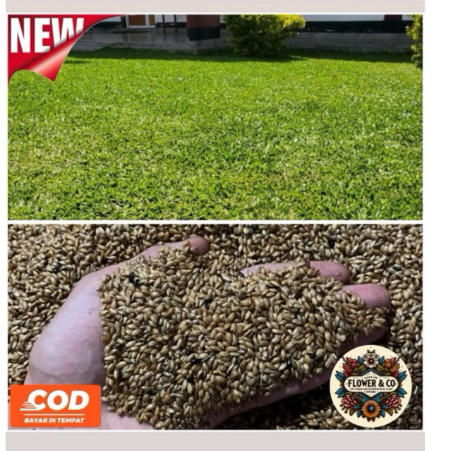 TERLARIS Benih rumput gajah mini 500 GRAM - Benih rumput gajah - Biji rumput