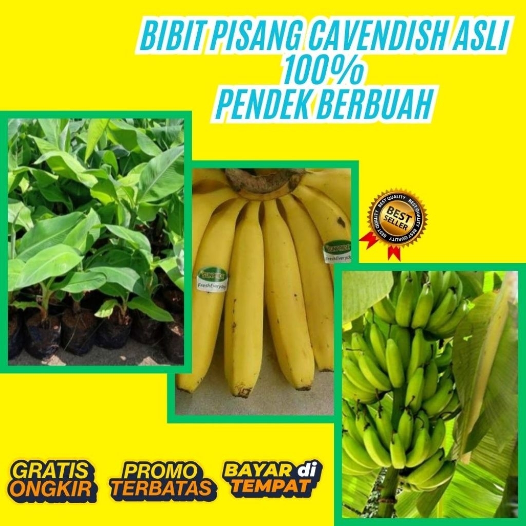 100% ASLI  Benih Pisang Cavendish Benih Pisang Cavendish Asli  Benih Pisang Cavendish Berbuah