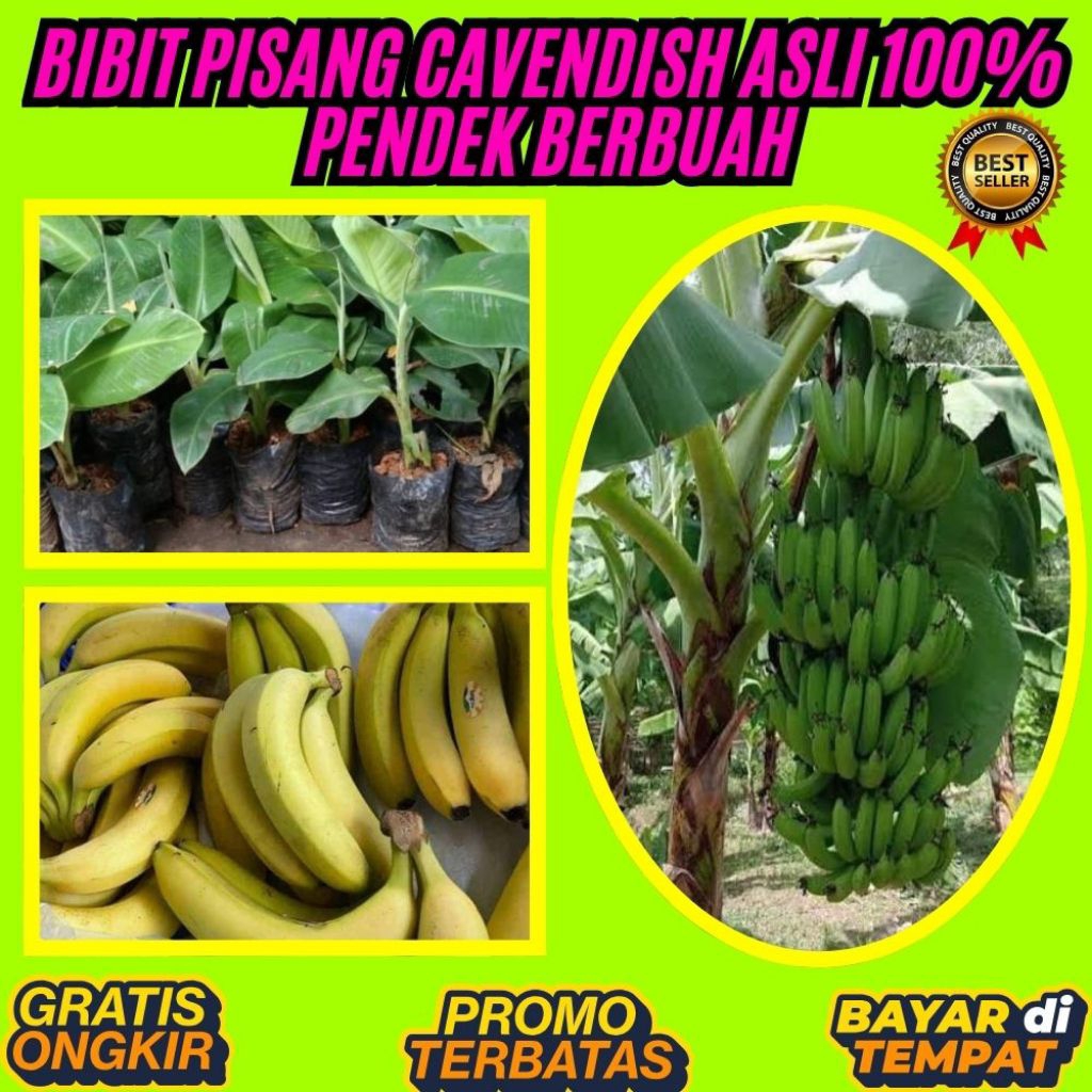 ASLI  Pohon Pisang Cavendish Mini Pohon Pisang Cavendish Pendek