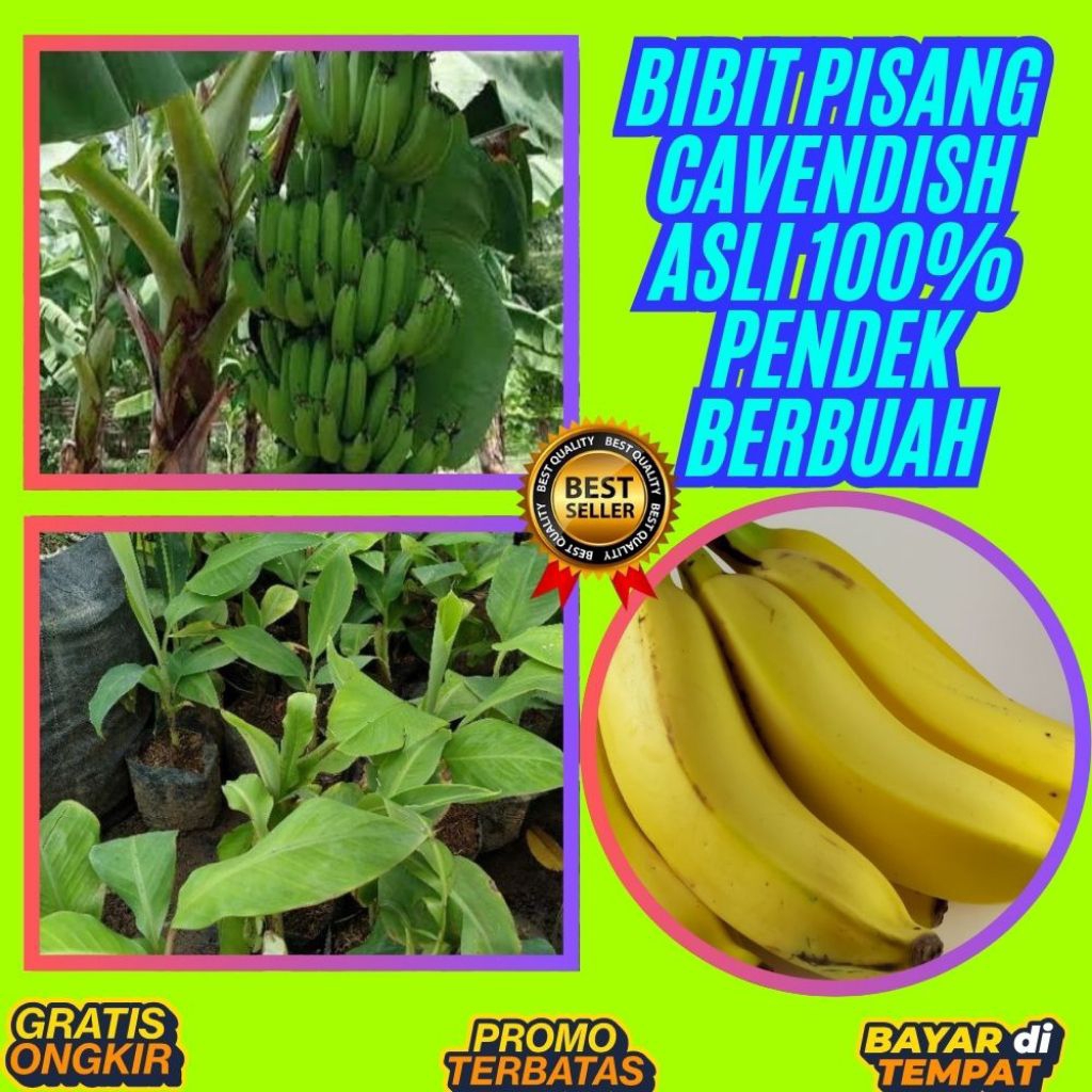 BIBIT BERKUALITAS  Benih Pisang Cavendish Pendek Benih Pisang Cavendish Super