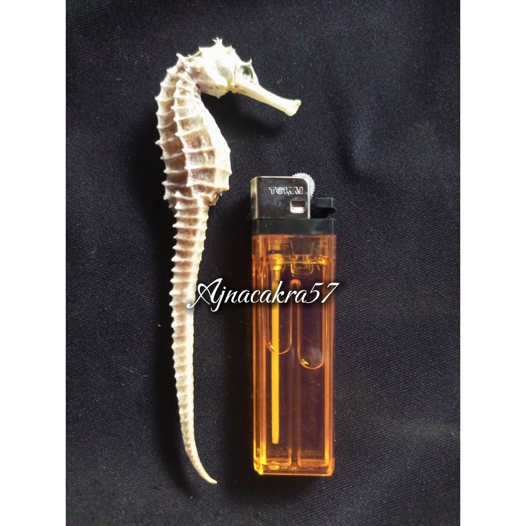 Kuda Laut Kering PILIHAN ukuran JUMBO 11cm-15cm 100% Original Asli (1Biji)