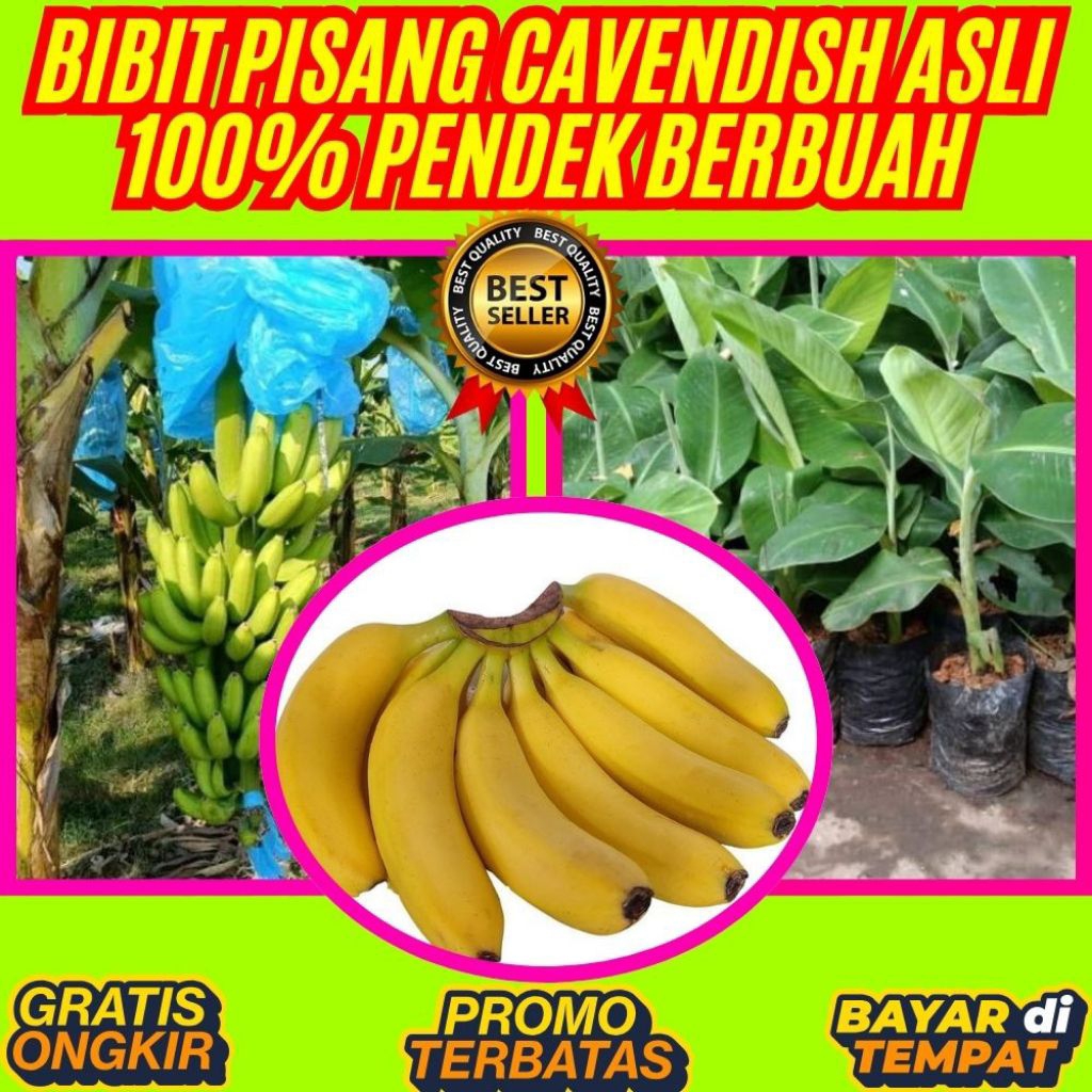 TERPERCAYA  Bibit Pisang Cavendish Kultur Jaringan Bibit Pisang Cavendish Kuning Bibit Pisang Cavend