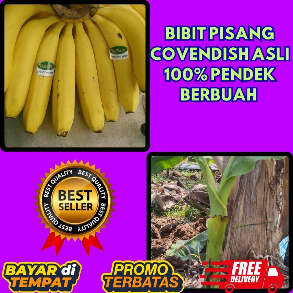 STOK TERBATAS  Bibit Pisang Cavendish Cj40