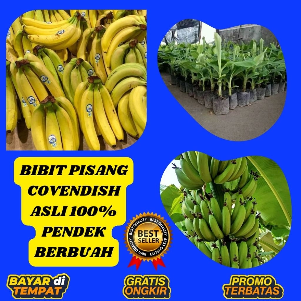 ASLI  Pohon Pisang Cavendish Mini