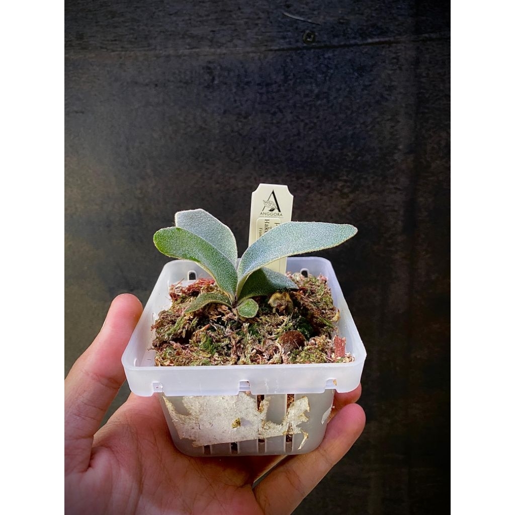 Platycerium Hakuna Matata pup