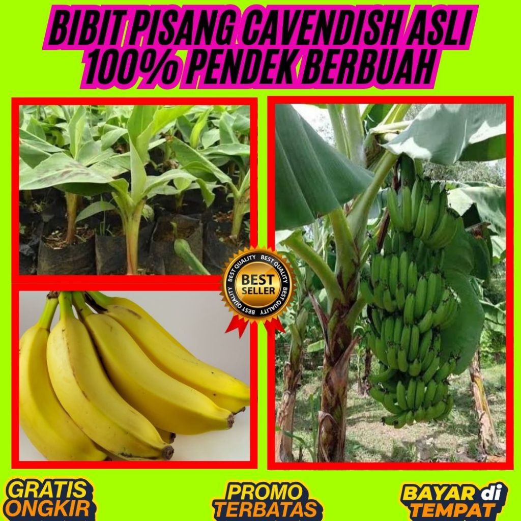 BIBIT SUPER  Bibit Pisang Cavendish Terdekat Dari Lokasi Saya  Pohon Pisang Cavendish Berbuah  Pohon
