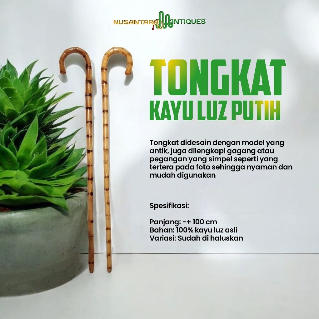 Tongkat Kayu Luz Putih Asli Mesir
