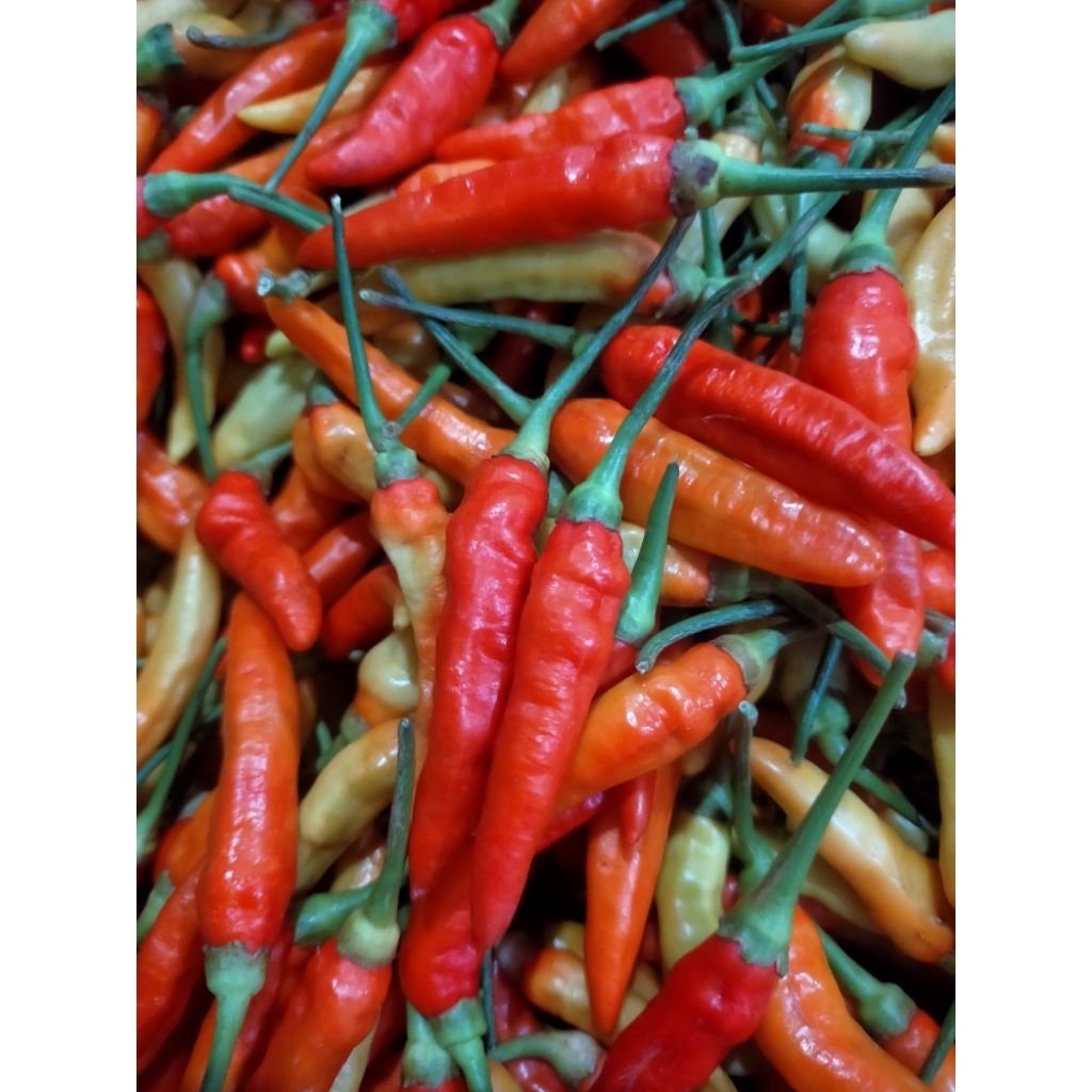 Cabe Rawit Merah 1 Kg