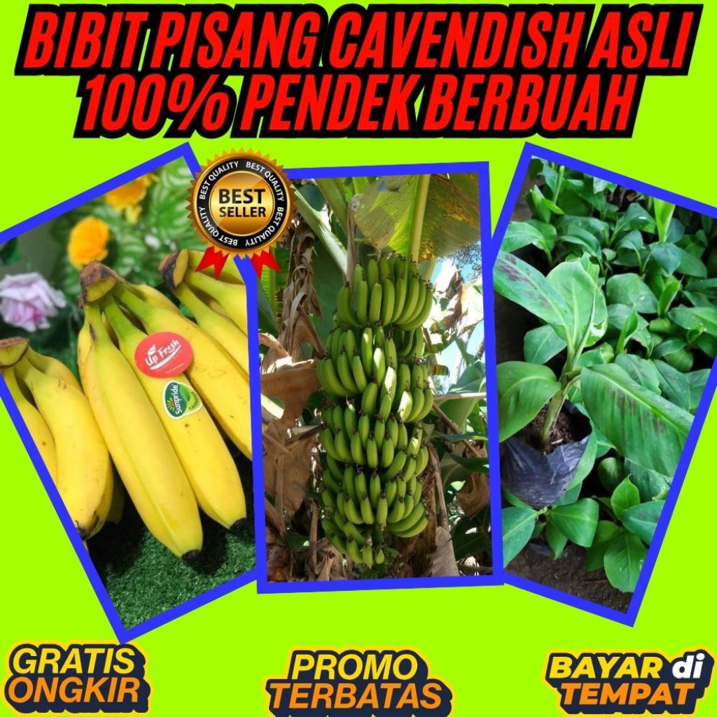 TERJAMIN AMAN  Pohon Pisang Cavendish Yang Super Besar Benih Pisang Cavendish Benih Pisang Cavendish