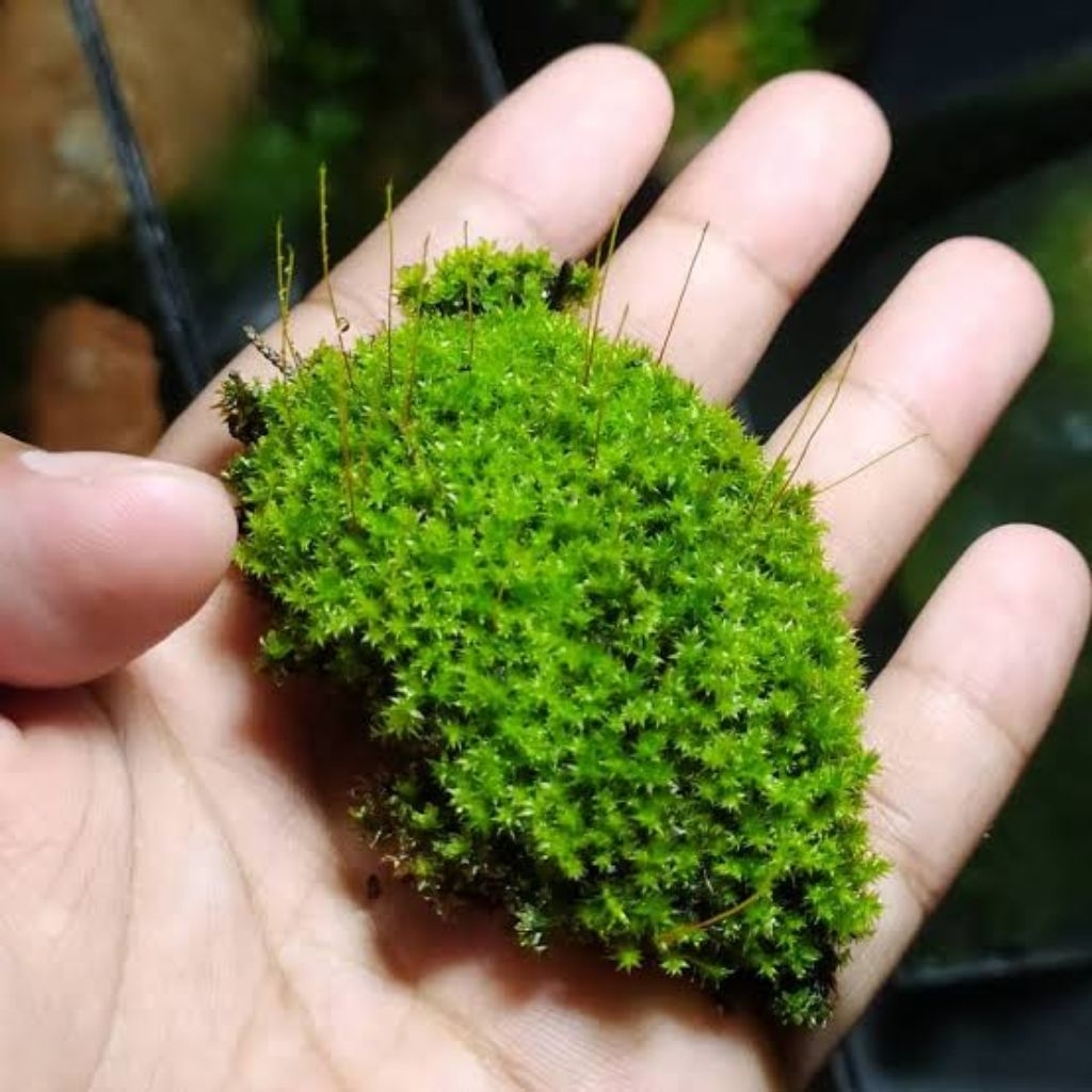 Media Tanam Lumut Genteng Untuk Aglonema Jenis Tanaman Lainya 1kg