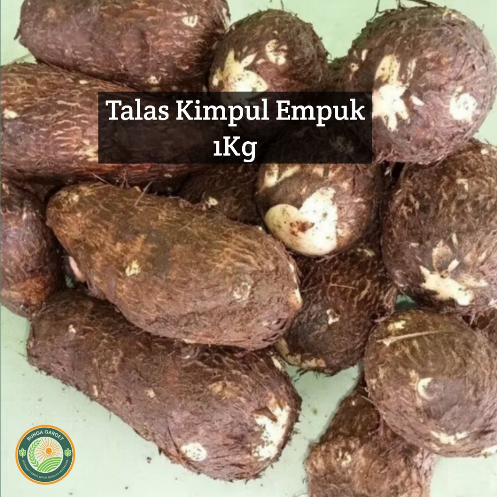 TALAS Kimpul / Umbi talas kimpul Fresh Talas empuk
