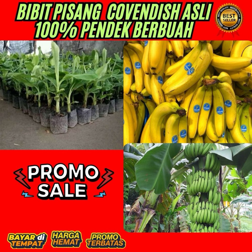 STOK TERBATAS  Bibit Pisang Cavendish Cj40