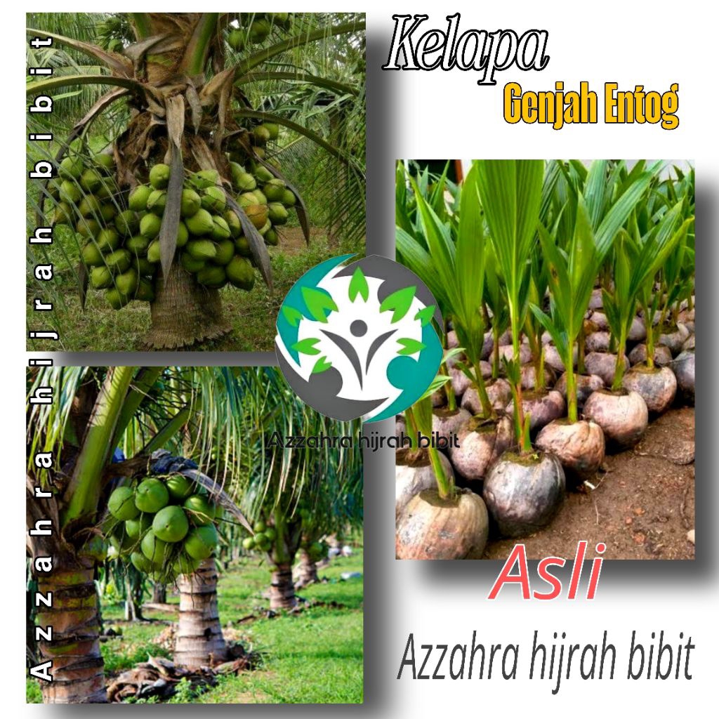 TERLARIS KELAPA GENJAH ENTOG/BIBIT KELAPA GENJAH ENTOG ASLI/POHON KELAPA GENJAH ENTOG SUPER